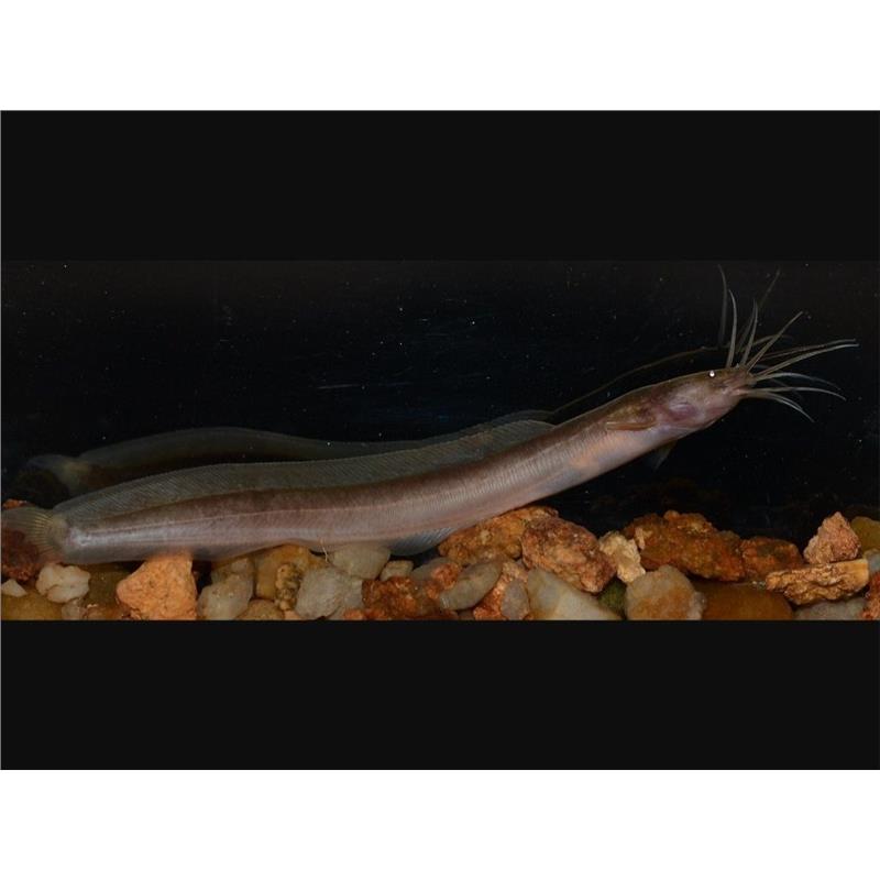 Channallabes apus - imagine 3